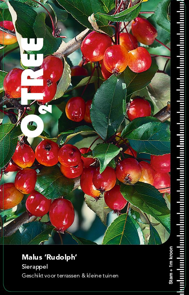 malus-rudolph