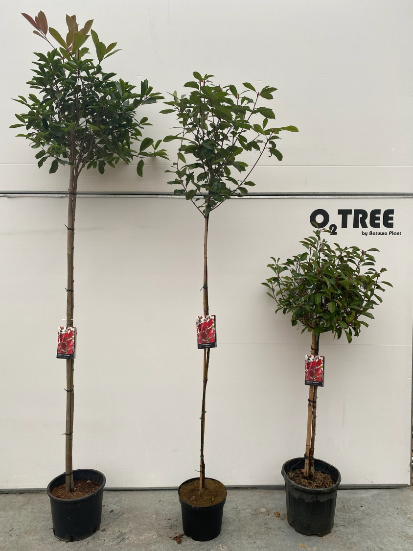mix-cc-kar-photinia-fraseri--little-red-robin--bol-op-stam-180-150-100cm