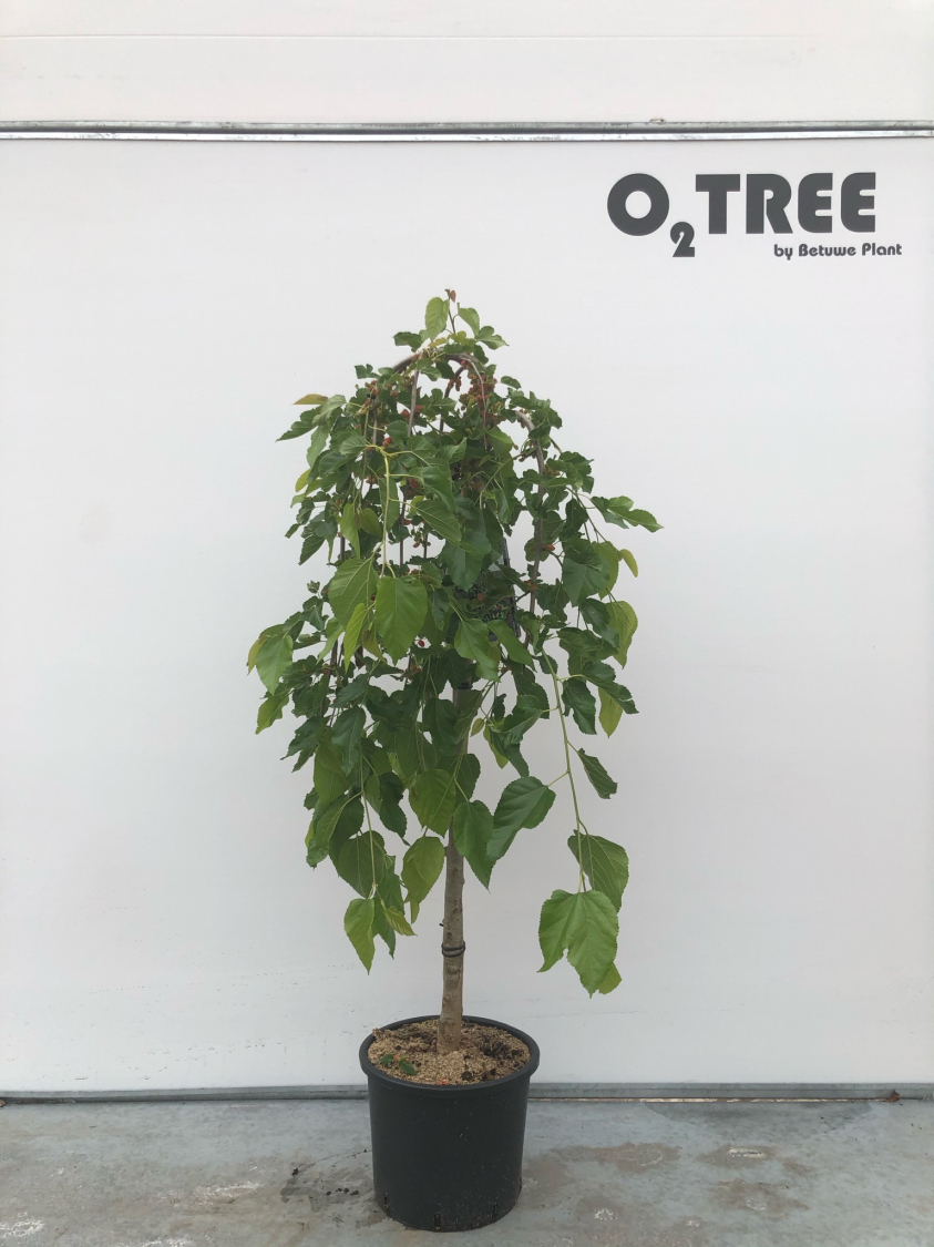 morus-alba--pendula--c12-120cm