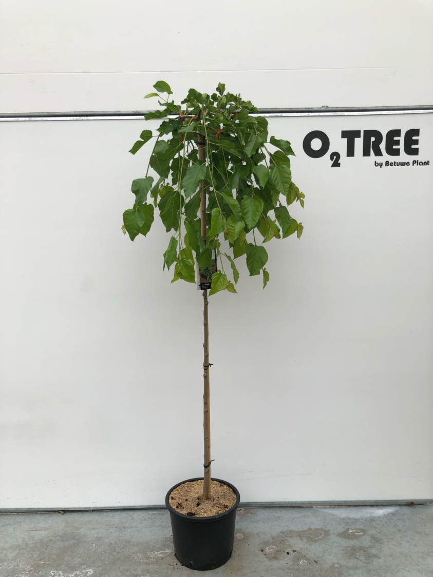 morus-alba--pendula--c15-150cm