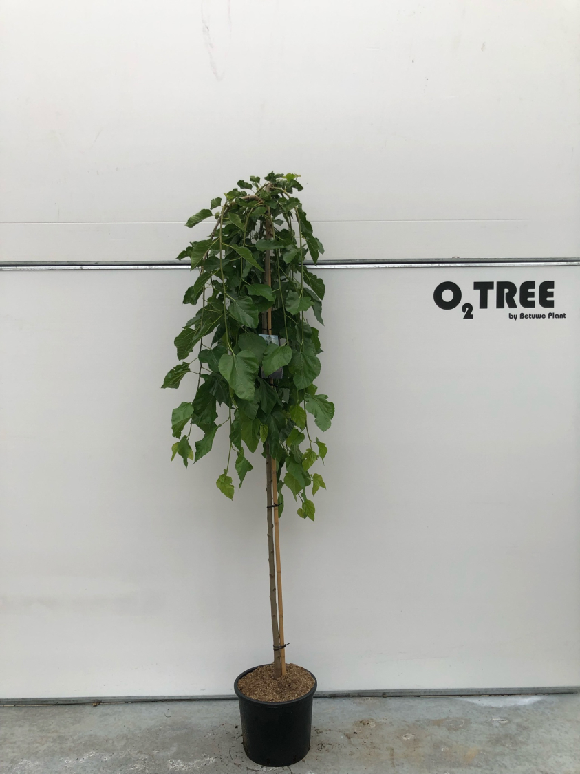 morus-alba--pendula--c15-6-8-10-180cm