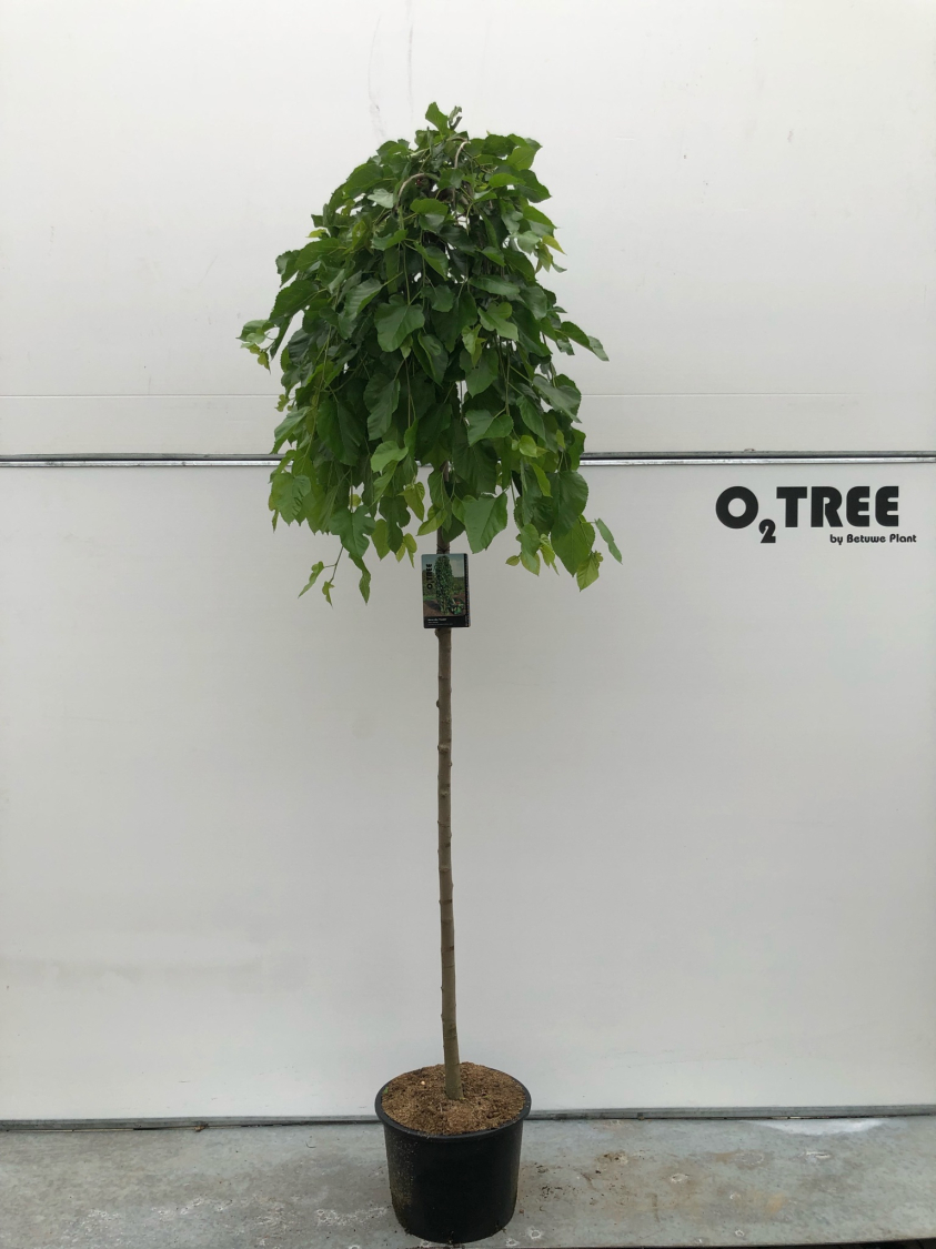 morus-alba--pendula--c25-8-10-12-220cm