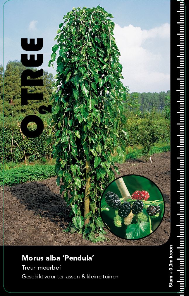 morus-alba-pendula