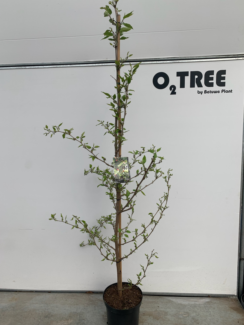 morus-rotundiloba-bonbonberry-mojo-berry---matsunaga-pbr--c12-200-250