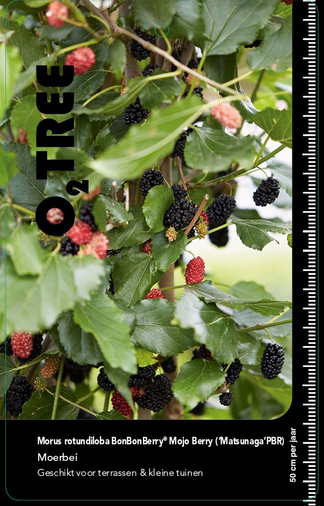 morus-rotundiloba-bonbonberry-mojo-berry