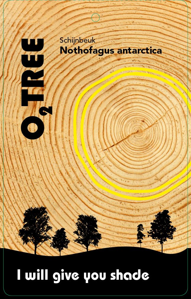 nothofagus-antarctica-thema