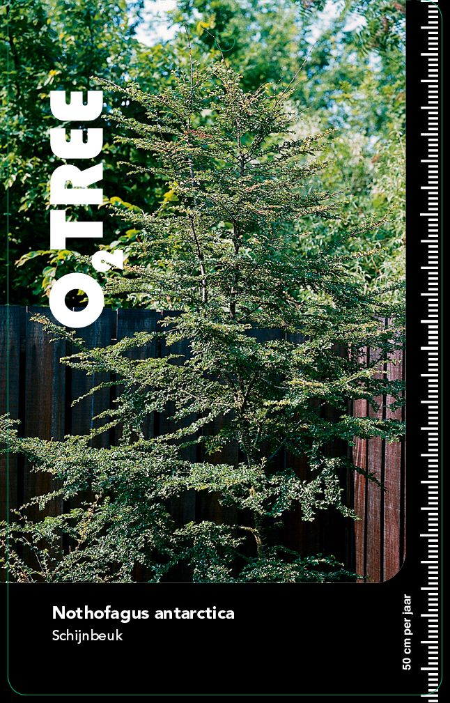 nothofagus-antarctica