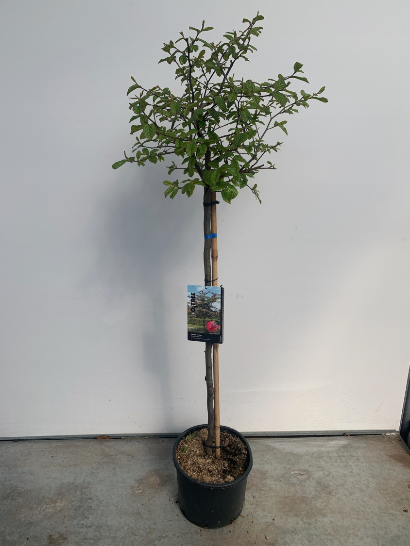 parrotia-persica--bella--c10-90cm