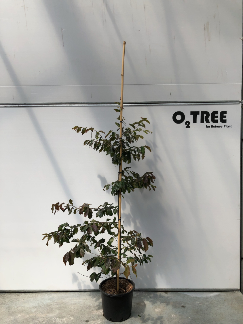 parrotia-persica--bella--c15-200-250