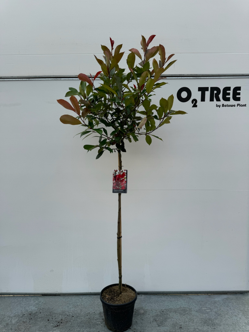photinia-fraseri--red-robin--c12-120cm--2-
