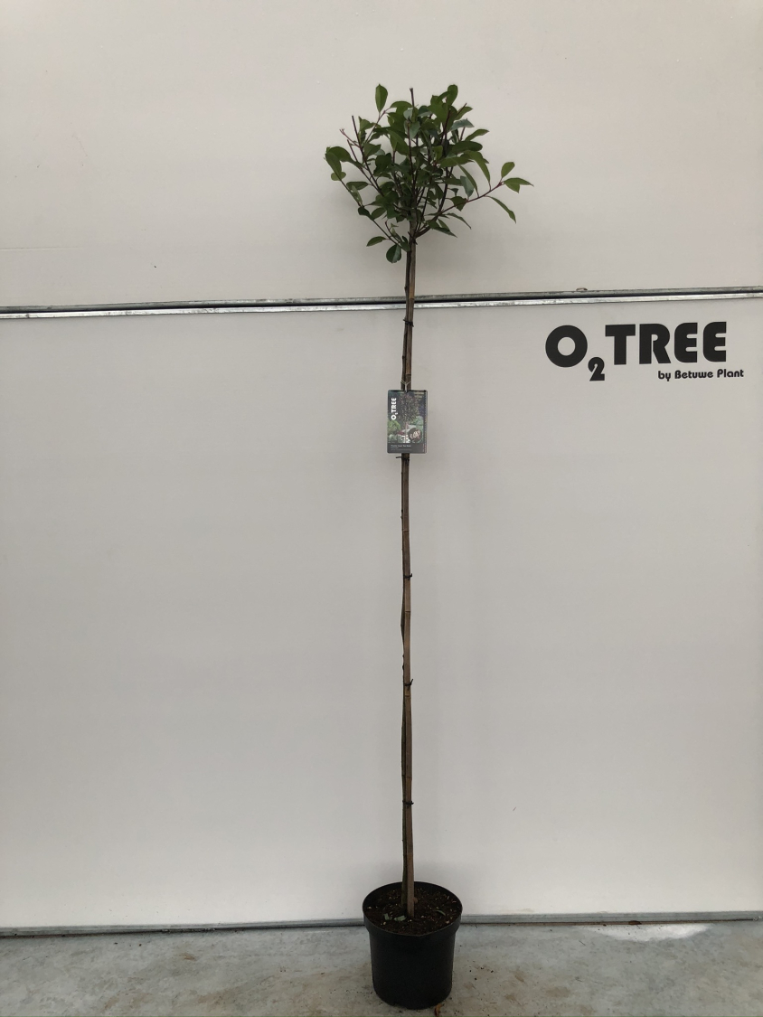 photinia-fraseri--red-robin--c12-180cm