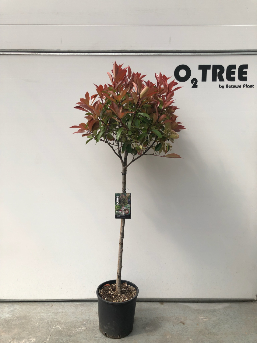 photinia-fraseri--red-robin--c15-90cm