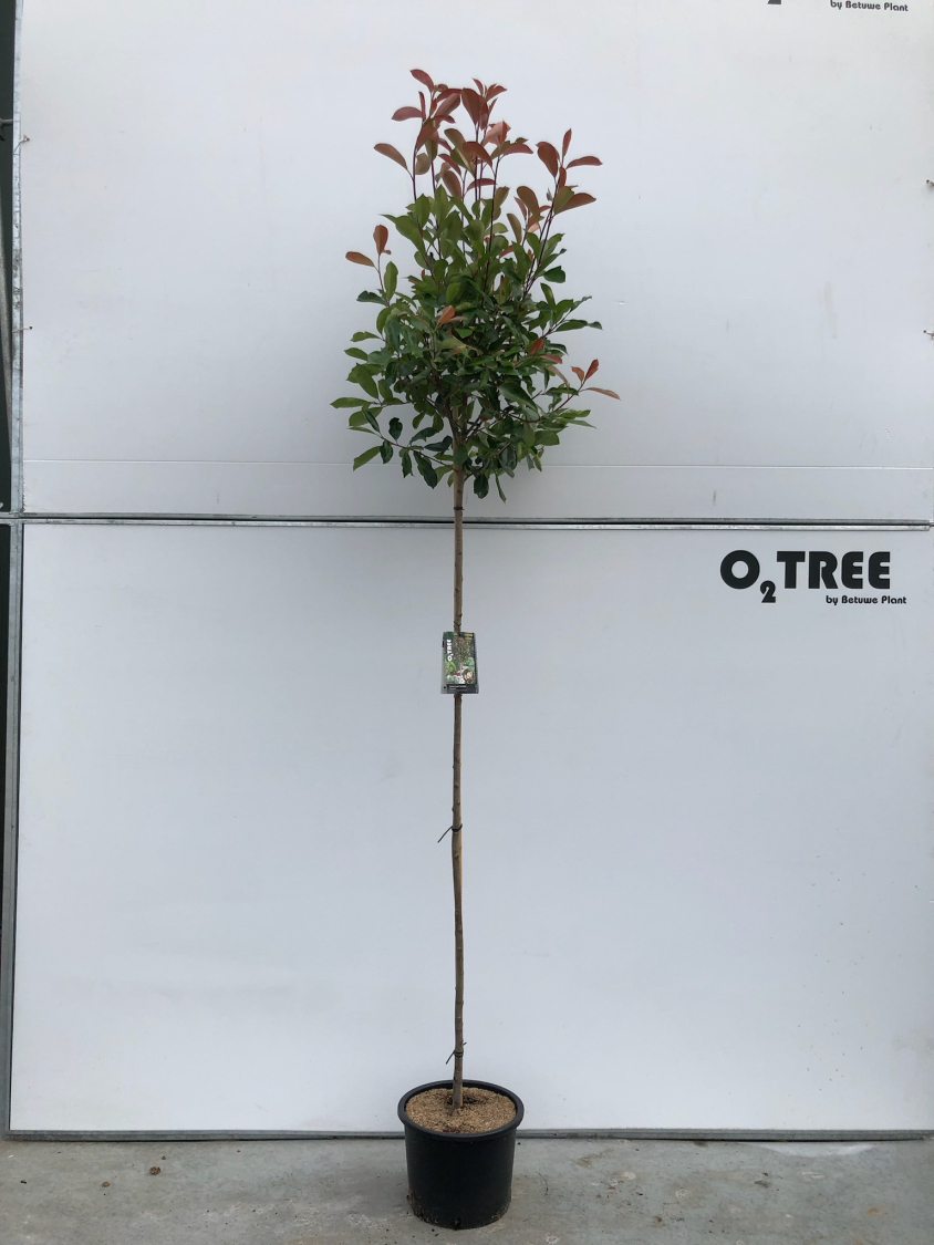 photinia-fraseri--red-robin--c20-6-8-180cm