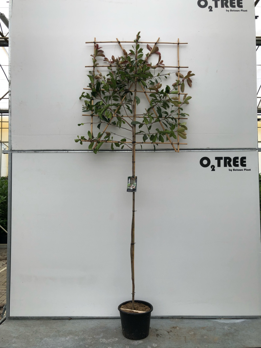 photinia-fraseri--red-robin--c25-6-8-leischerm