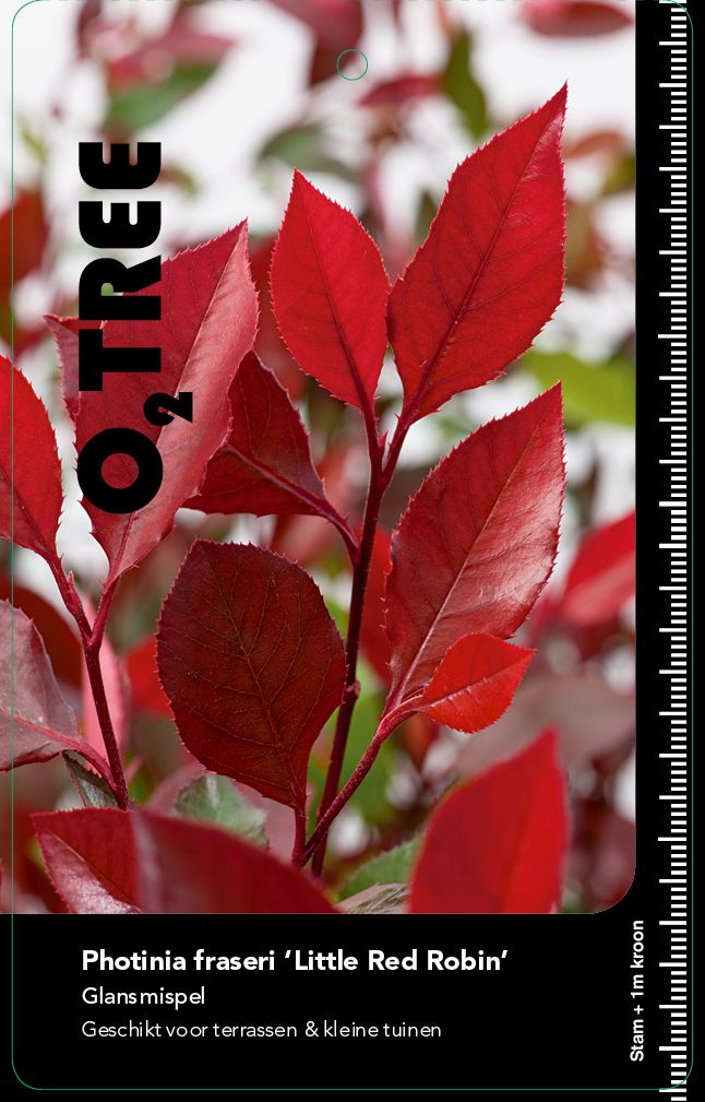 photinia-fraseri-little-red-robin