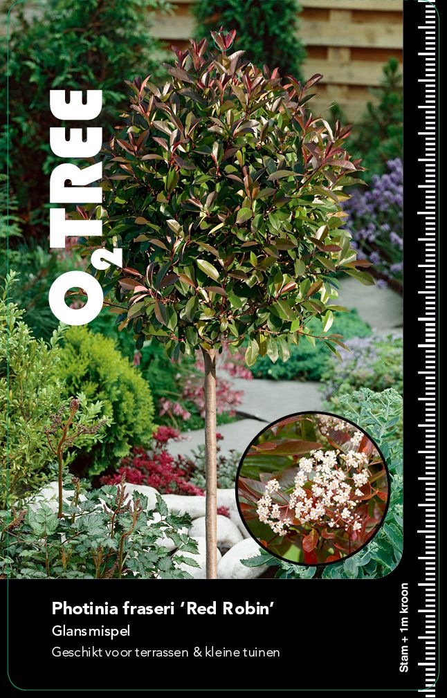 photinia-fraseri-red-robin