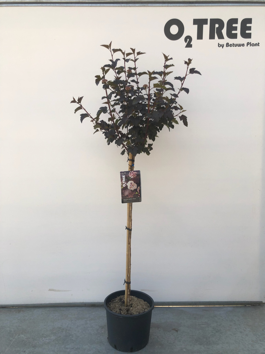 physocarpus-opulifolius--diabolo--c10-90cm