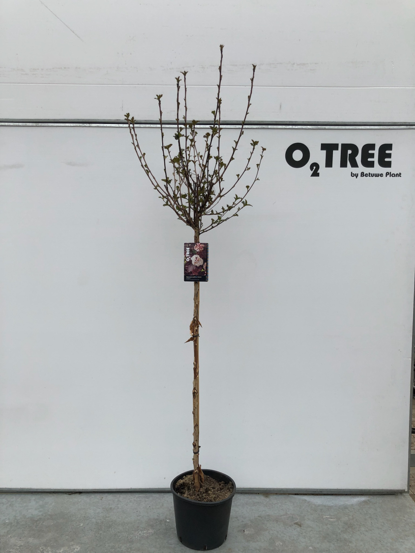 physocarpus-opulifolius--diabolo--c12-120cm--4-