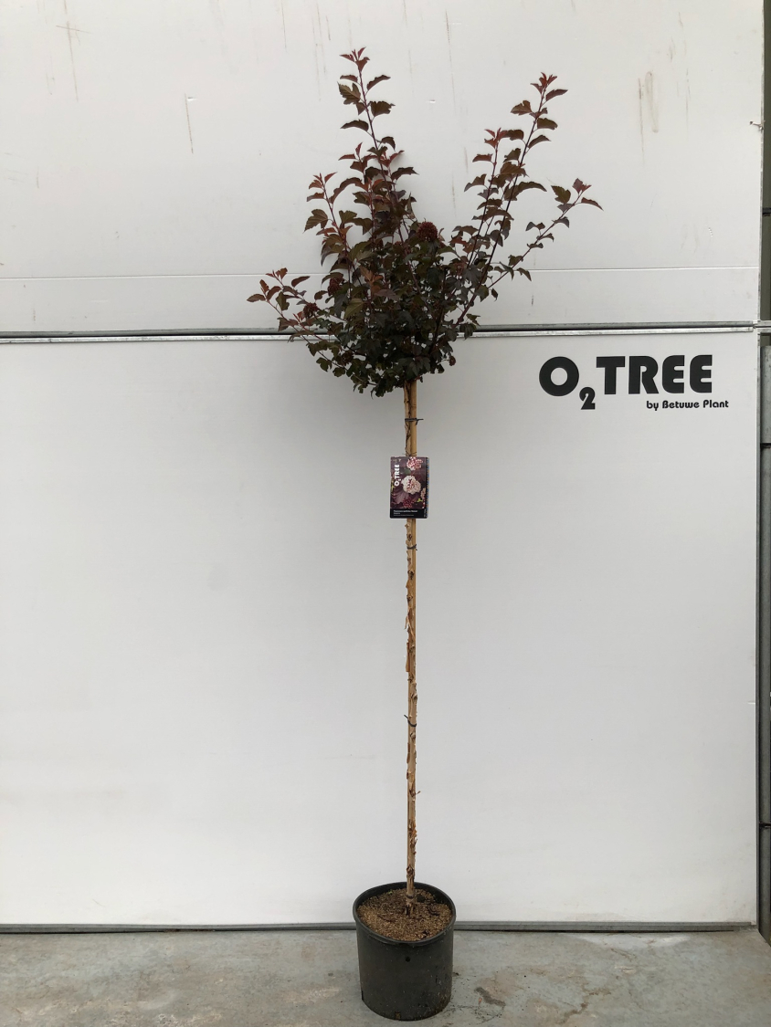 physocarpus-opulifolius--diabolo--c15-150cm--2-