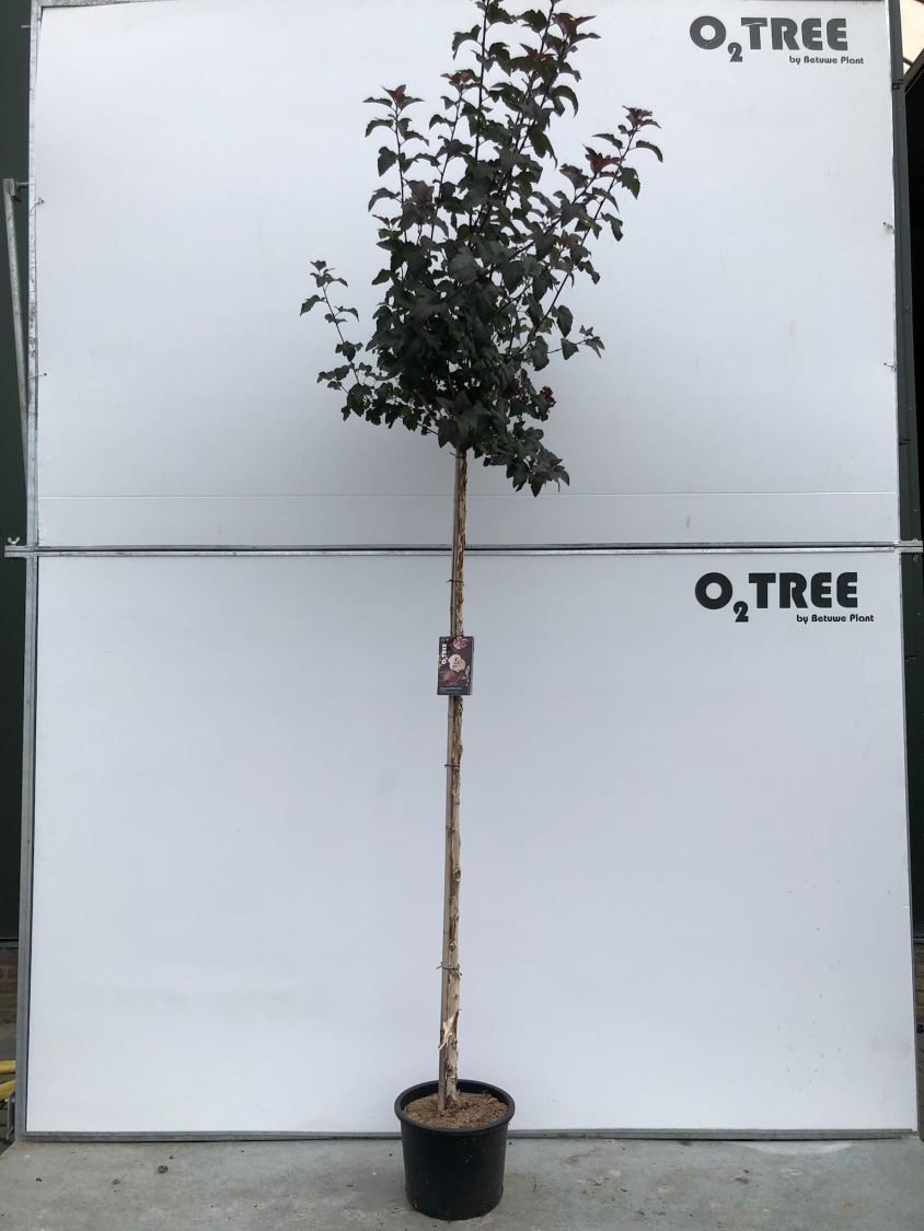 physocarpus-opulifolius--diabolo--c20-200cm