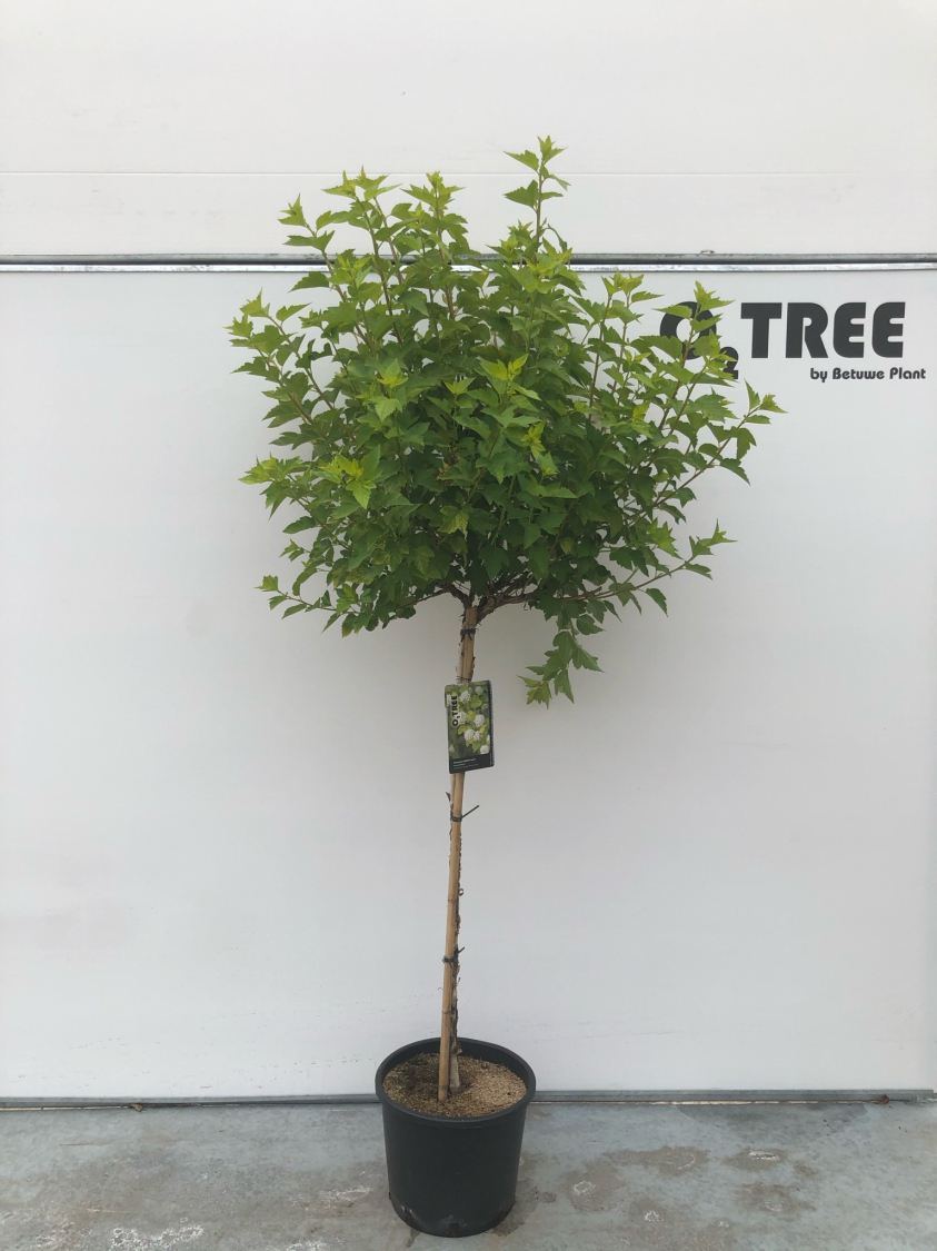 physocarpus-opulifolius--luteus--c15-100cm