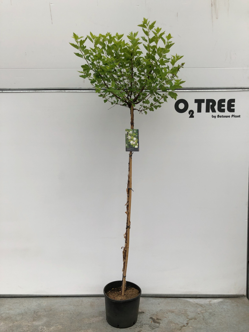 physocarpus-opulifolius--luteus--c15-150cm--3-