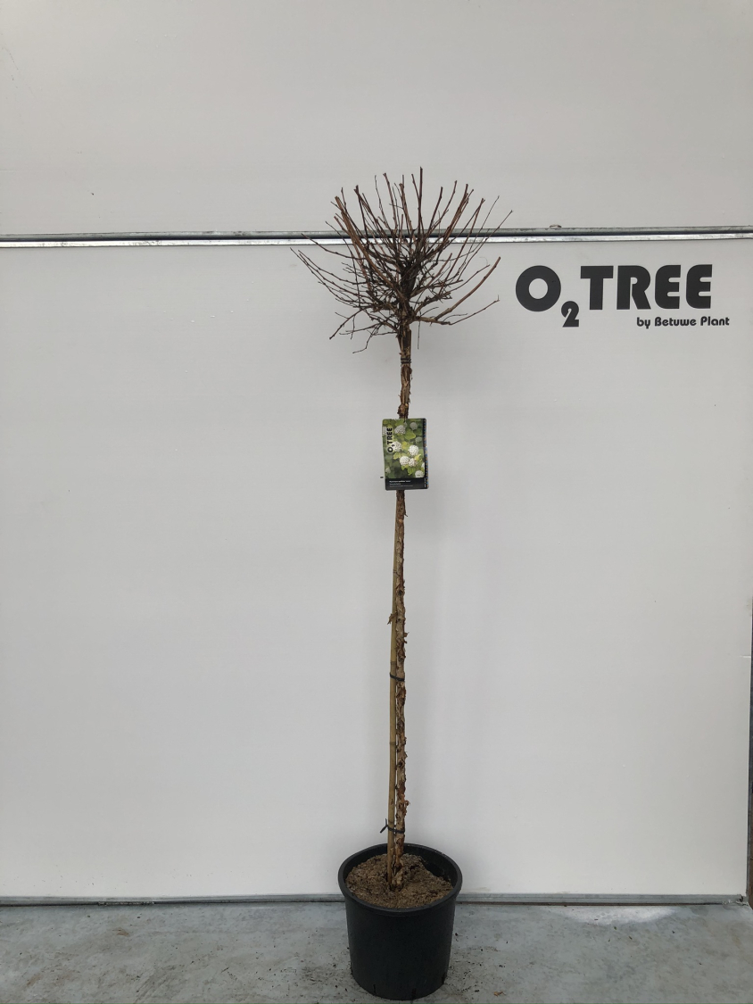 physocarpus-opulifolius--luteus--c15-150cm