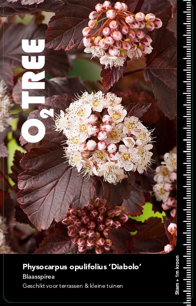 physocarpus-opulifolius-diabolo