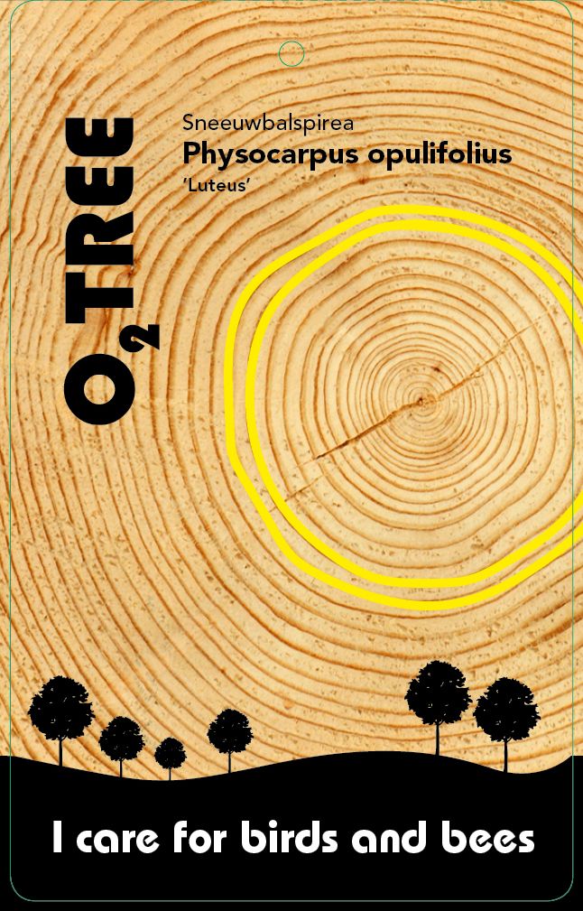 physocarpus-opulifolius-luteus-thema