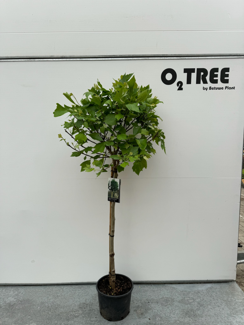 platanus-acerifolia--alphens-globe--c10-120cm