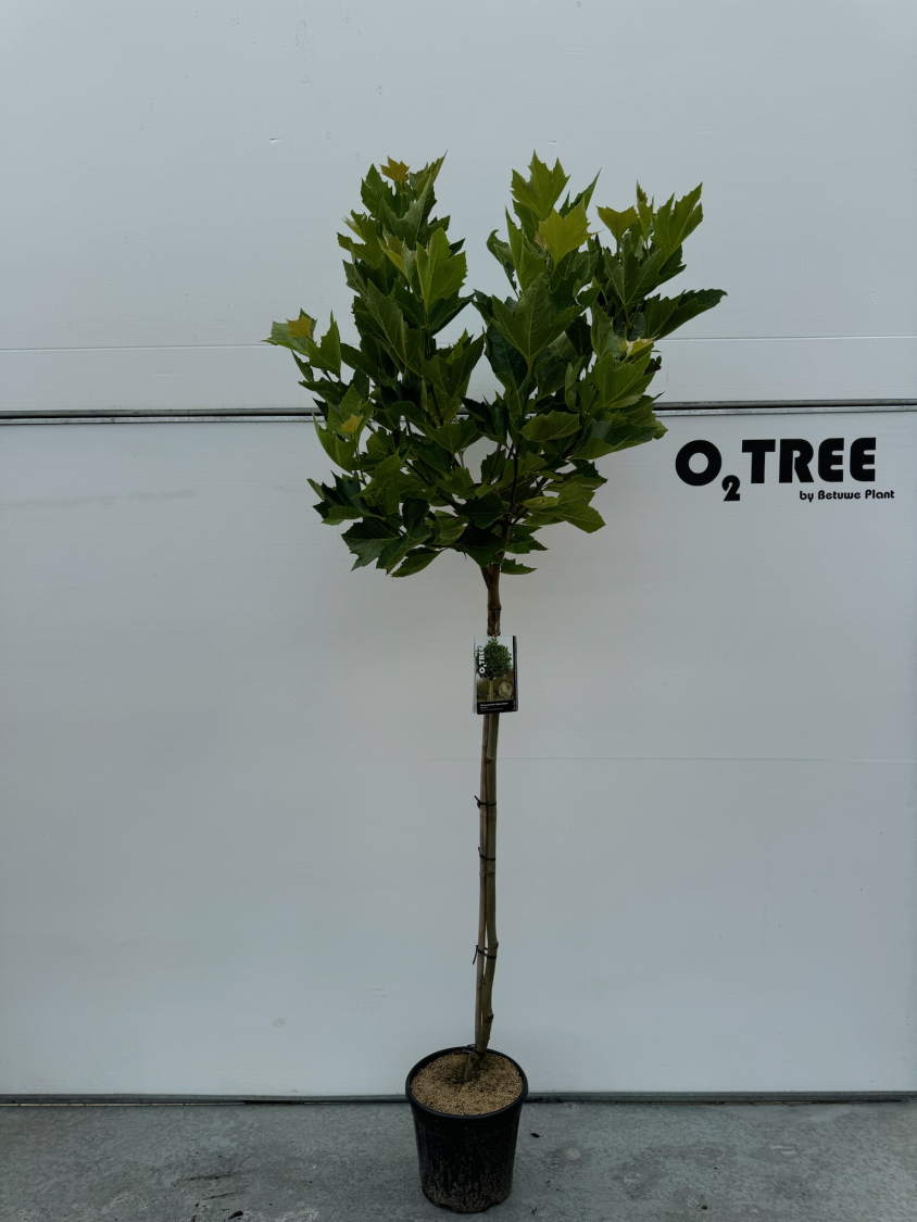 platanus-acerifolia--alphens-globe--c12-120cm--2-1