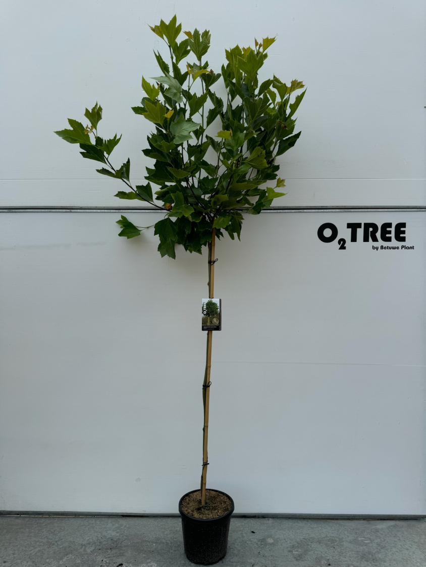 platanus-acerifolia--alphens-globe--c15-150cm--2-1
