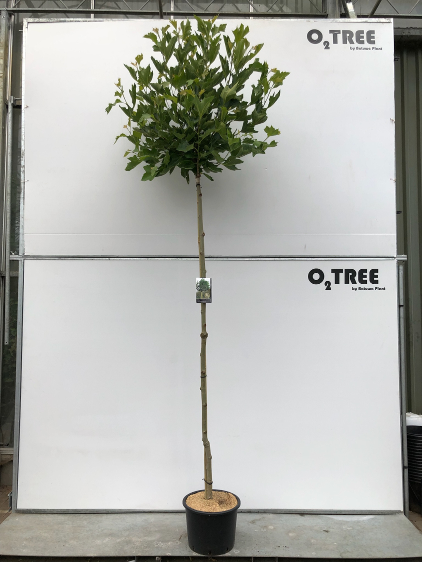 platanus-acerifolia--alphens-globe--c25-8-10-12-220cm1