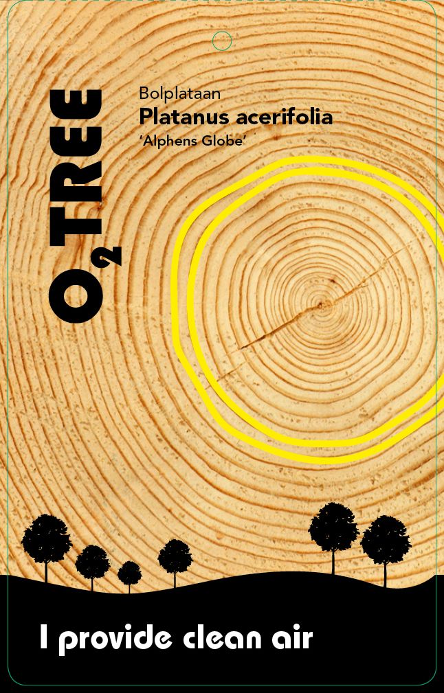 platanus-acerifolia-alphens-globe-thema1