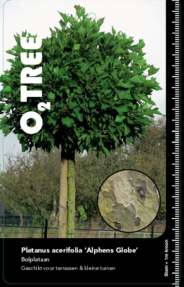 platanus-acerifolia-alphens-globe1