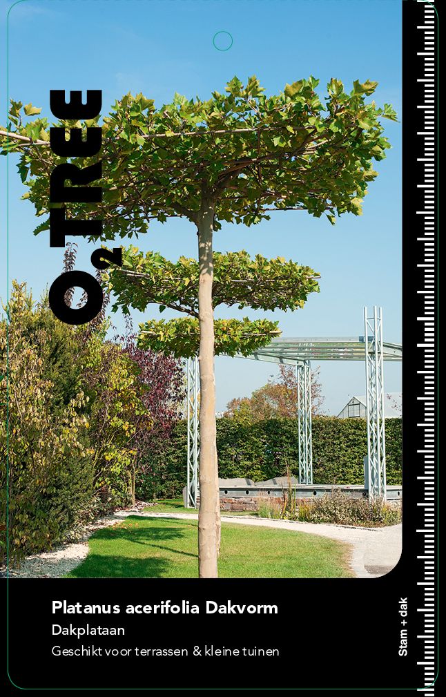 platanus-acerifolia-dakvorm