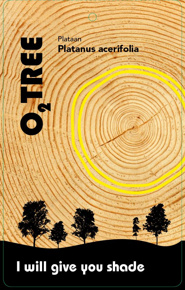 platanus-acerifolia-thema