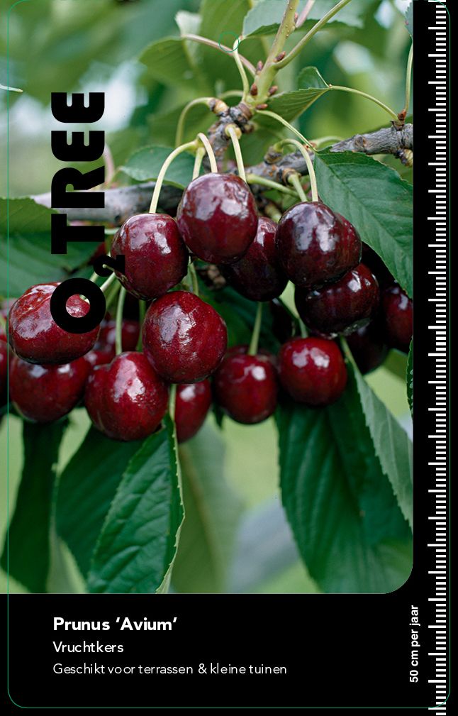 prunus-avium