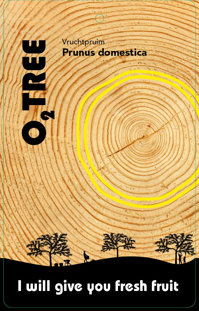 prunus-domestica-thema