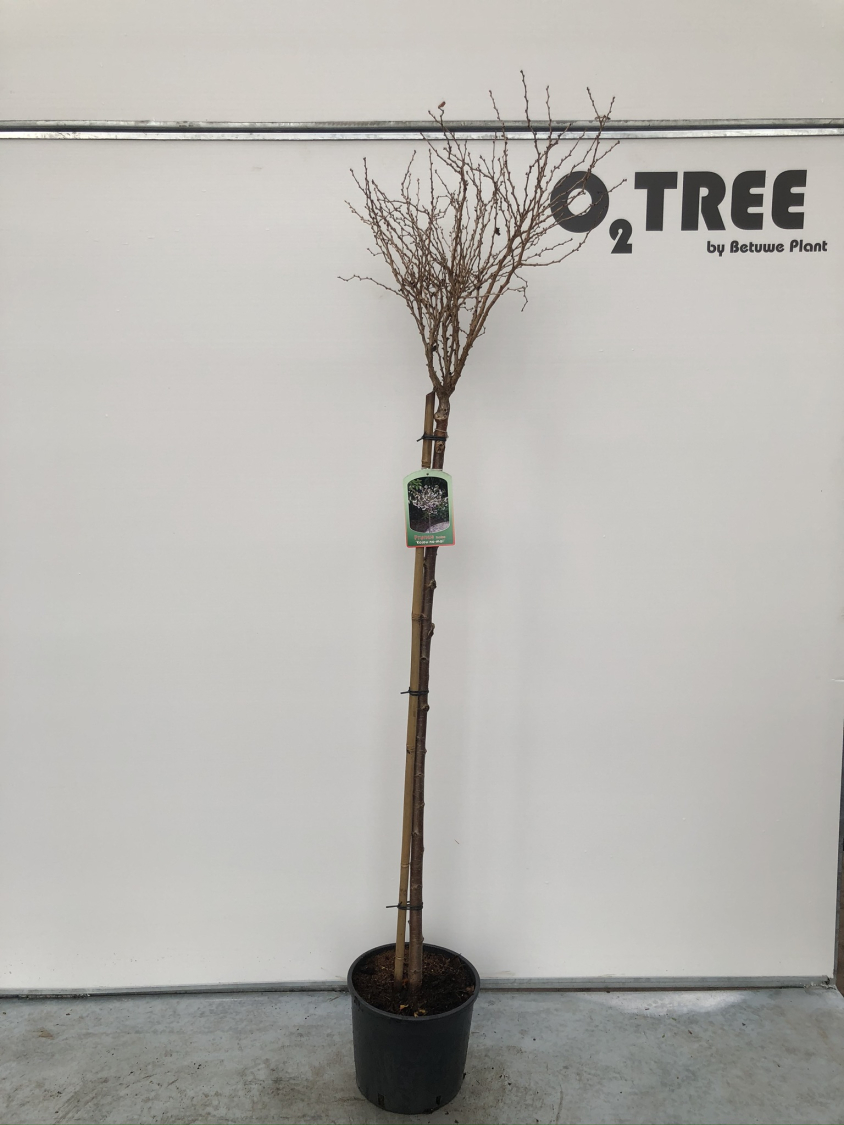 prunus-incisa--kojou-no-mai--c10-120cm