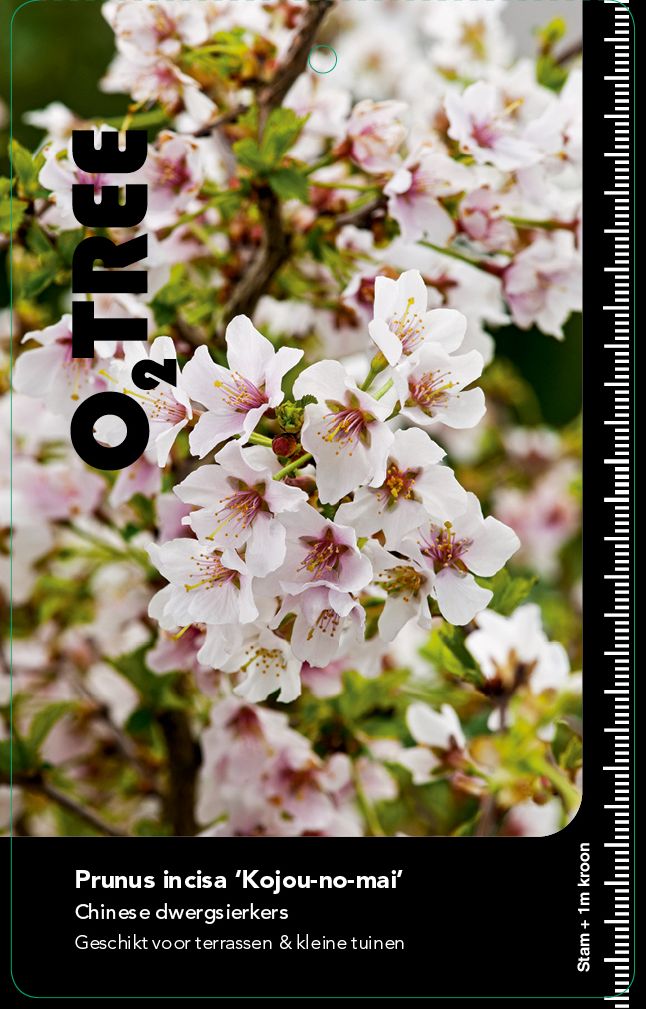 prunus-incisa-kojou-no-mai