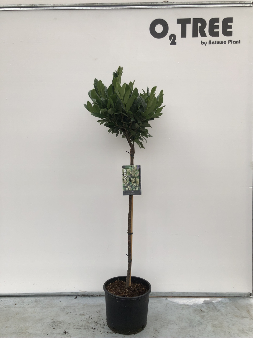 prunus-laurocerasus--mano--c10-80cm