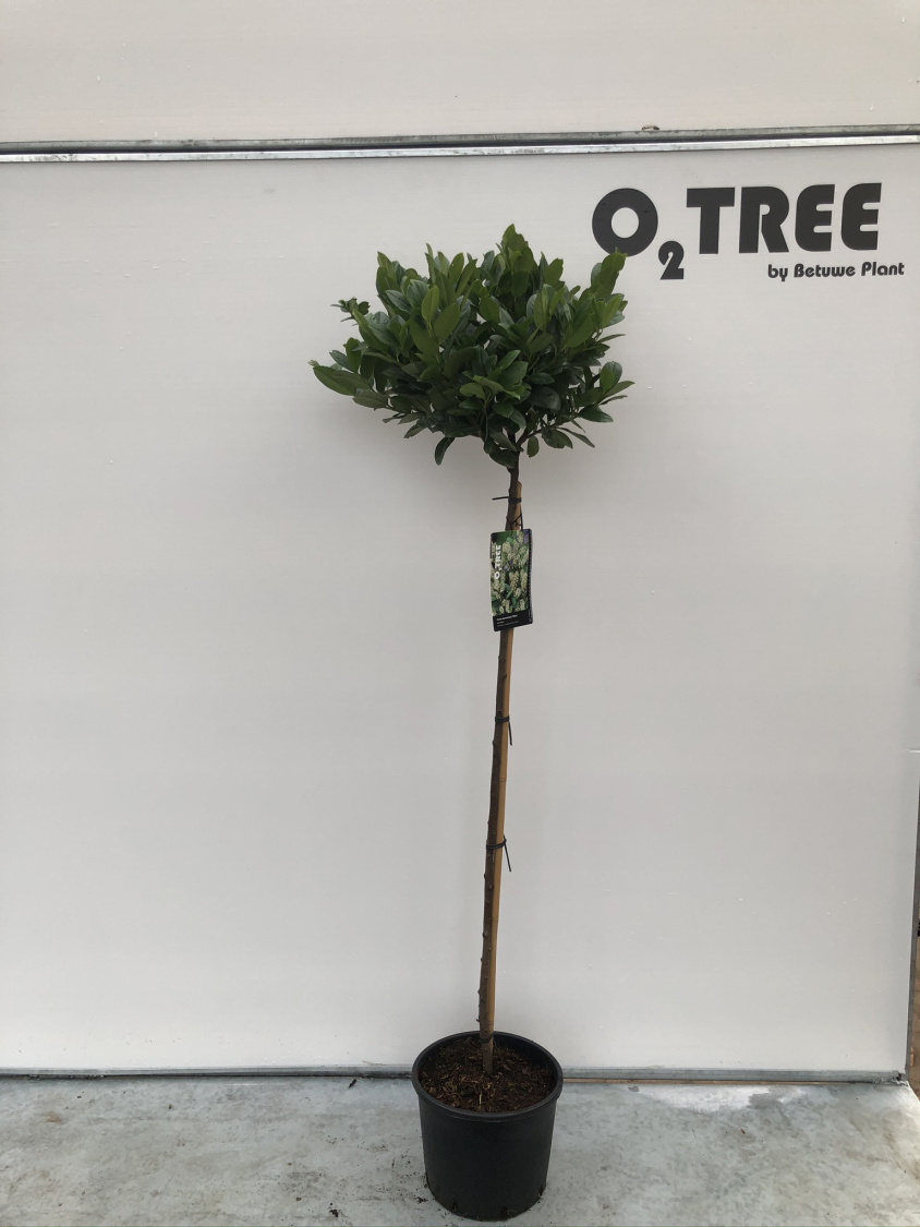 prunus-laurocerasus--mano--c12-120cm