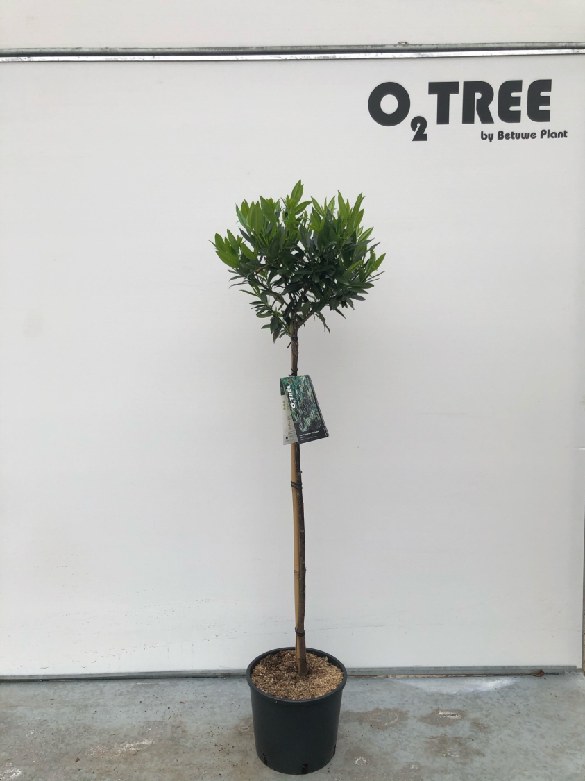 prunus-laurocerasus--otto-luyken--c10-120cm