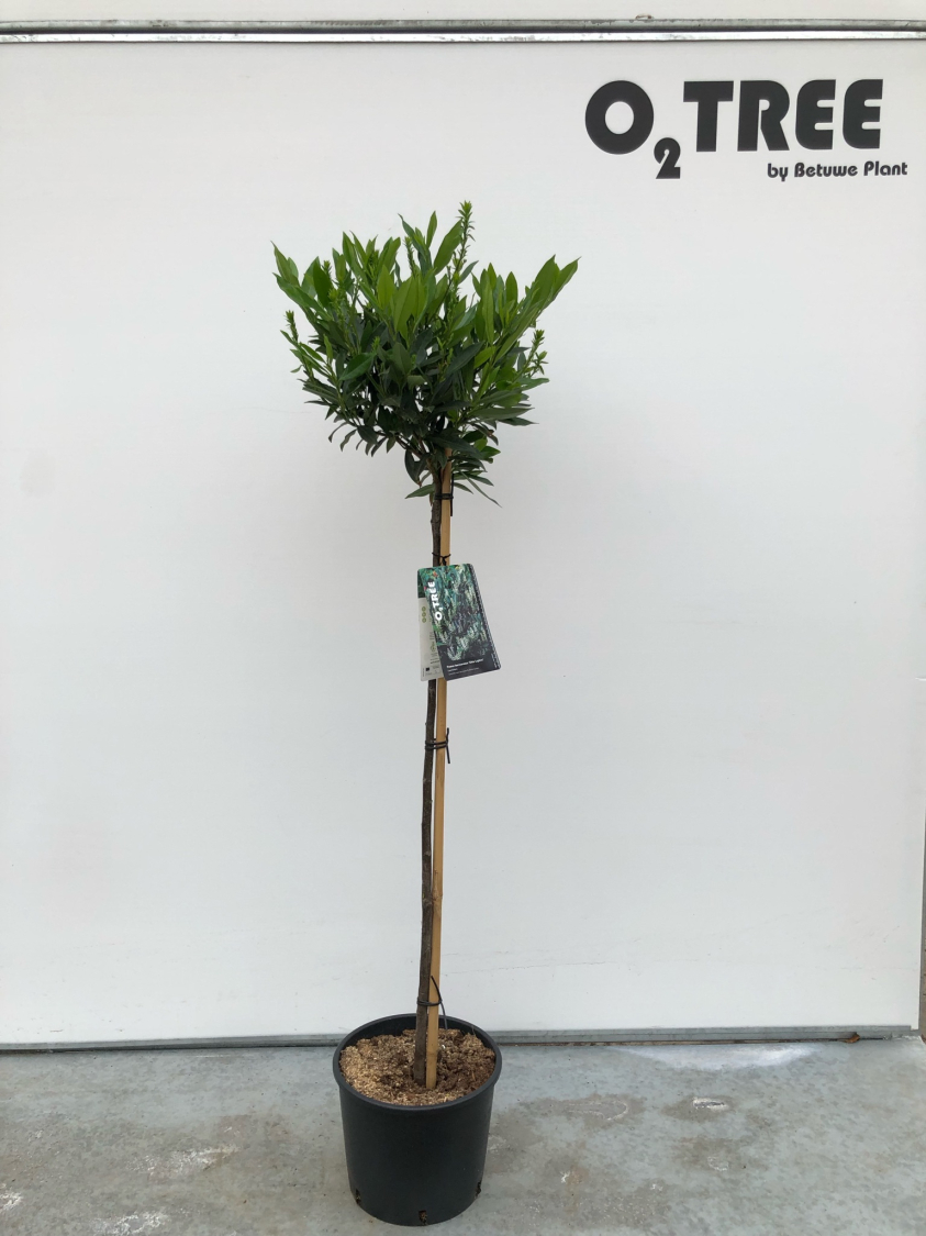 prunus-laurocerasus--otto-luyken--c10-90cm