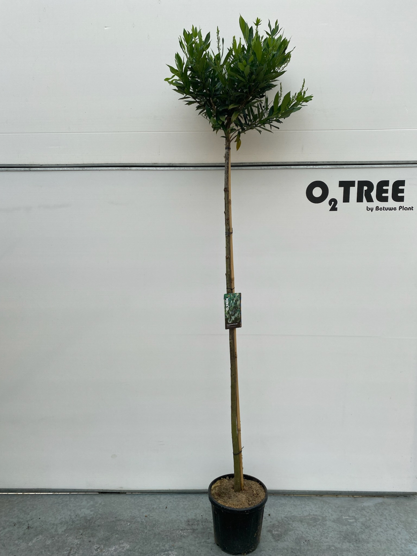 prunus-laurocerasus--otto-luyken--c15-6-8-180cm