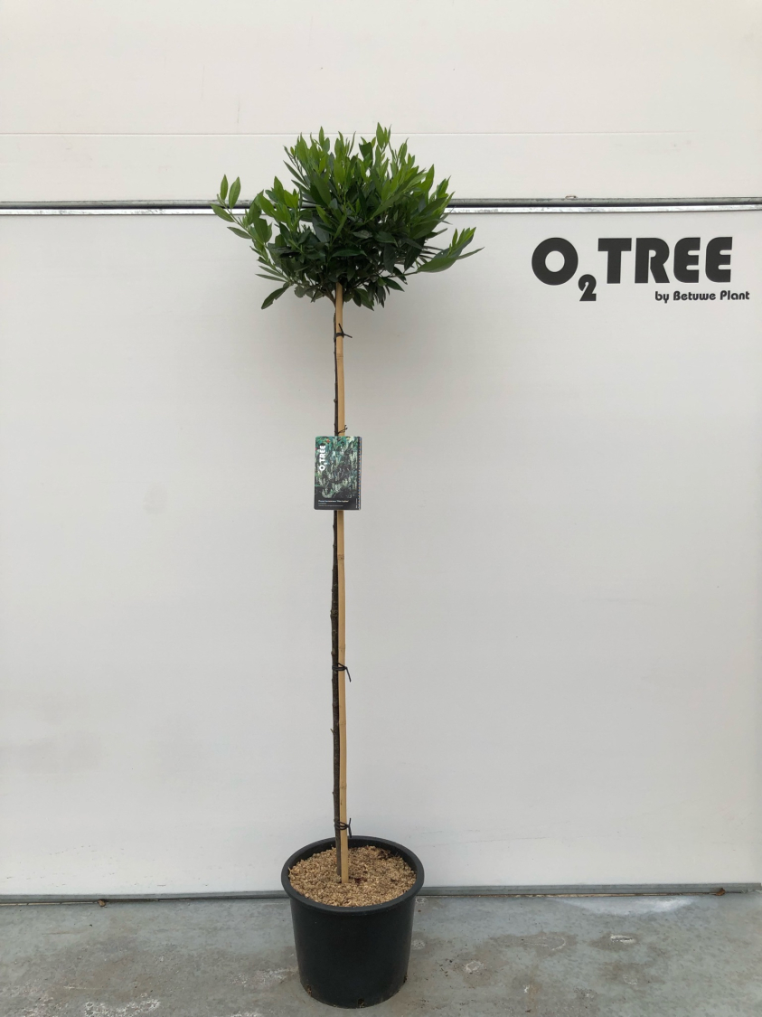 prunus-laurocerasus--otto-luyken--c20-150cm