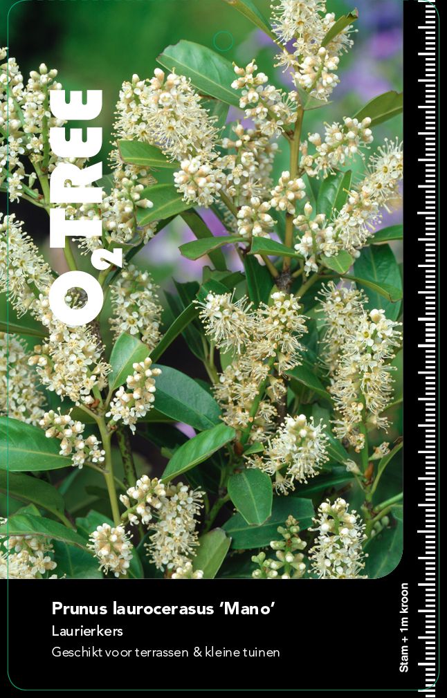 prunus-laurocerasus-mano