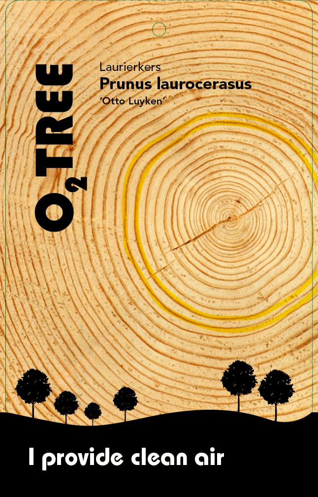 prunus-laurocerasus-otto-luyken-thema