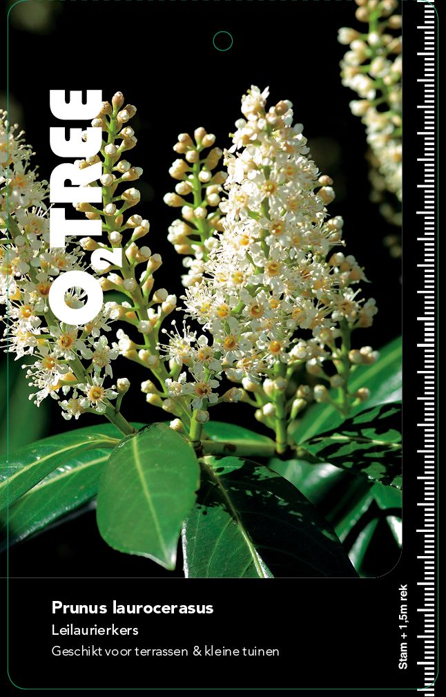 prunus-laurocerasus